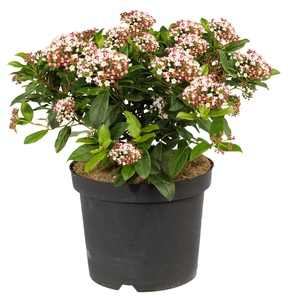 Viburnum Tinus, in 23cm-pot