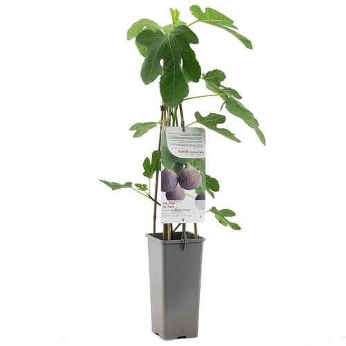 Vijgenboom (Ficus carica Brown Turkey), in pot