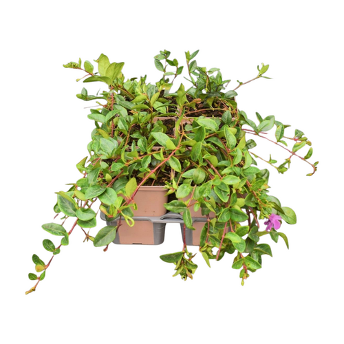 Vinca minor 'Atropurpurea' in sixpack - afbeelding 2