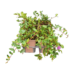 Vinca minor 'Atropurpurea' in sixpack - afbeelding 2