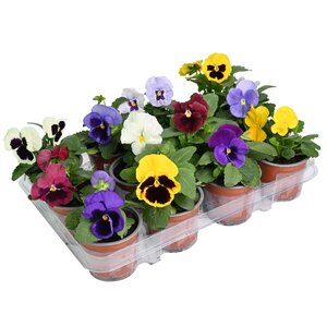 Viool grootbloemig 12 stuks, in 9cm-pot