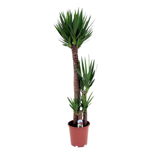 Yucca Elephantipes, 130-140 cm hoog, in 24cm-pot