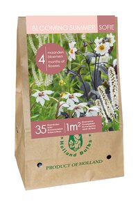 ZAK / BAG 35 BULBS - BLOOMING SUMMER SOFIE