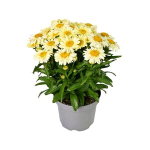Zomermargriet, in 19cm-pot