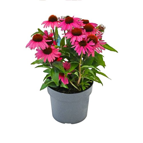 Zonnehoed, in 17cm-pot